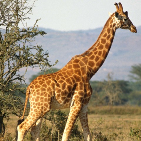 A Giraffe in Africa