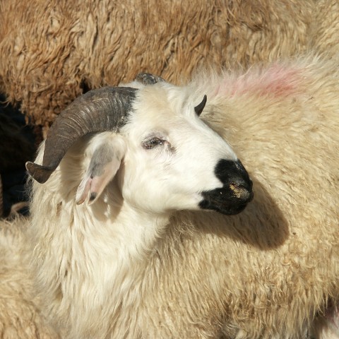 Up-close Image of a Young Goat