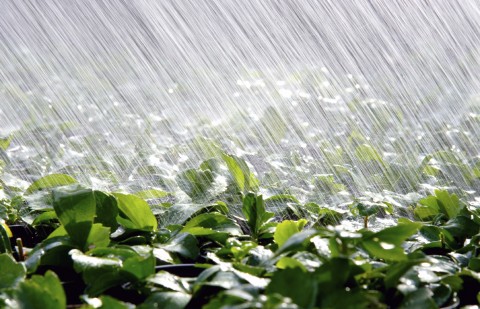 A Heavy Rain Falling onto Green Plants