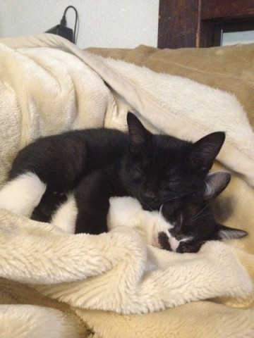 Two Cats Snuggling Each Other on a Blanket