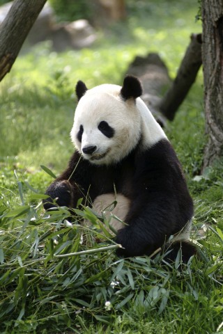 A Panda Bear in a Zoo Enclosure