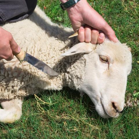 A Lamb about to be Sacrificed