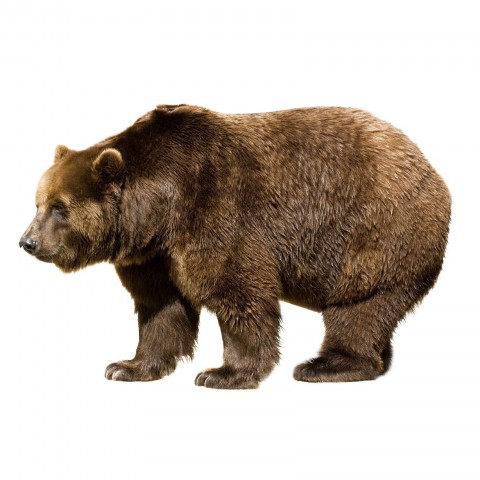 Brown Bear