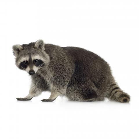 A Cute Raccoon