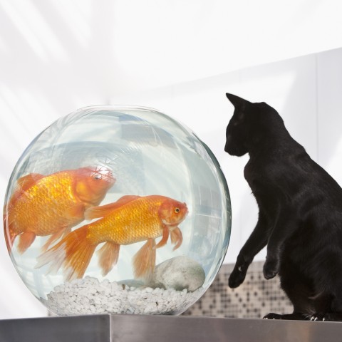Black Cat Curious about Goldfish