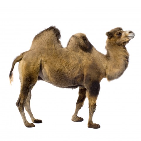 A Camel