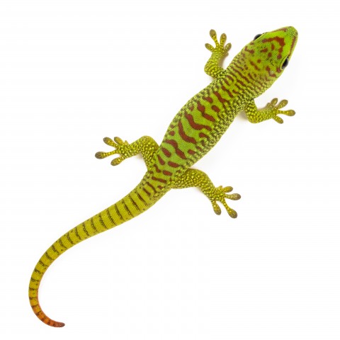 A Gecko