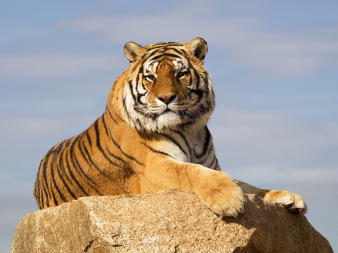 A Tiger Sunbathing on a Big Rock