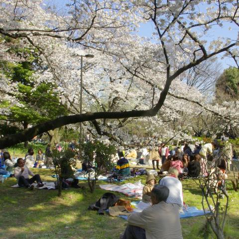 Several People Admiring Cherry Blossoms