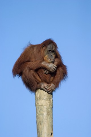 An Orangutan Sitting on Top of a High Pole