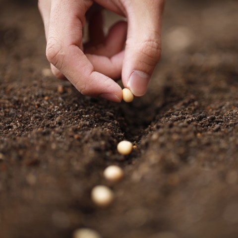 A Hand Sowing Seeds in the Soil