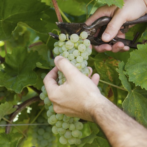 Someone Harvesting Green Grapes from a Vine