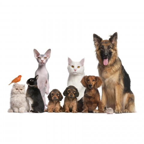 Dogs, Cats, Parrot, and a Couple of Other Pets in a Single Frame