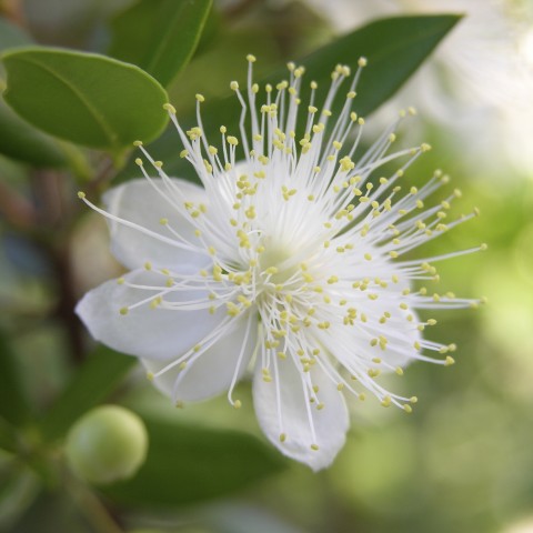 a white myrtle blossom