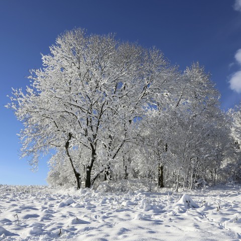 Frosty Winter Scene