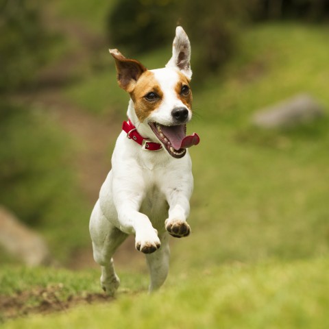 Small Dog Running