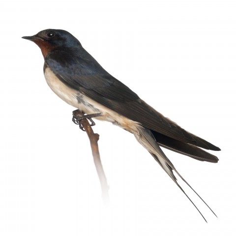A Swallow Perched on a Twig