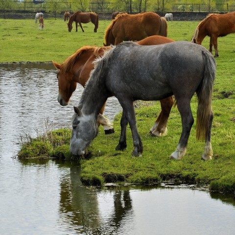 Horses Drinking Water at a Pond on a Farm