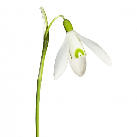 A Single Snowdrop Flower