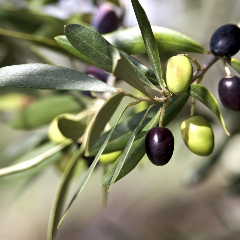 Closeup of an Olive Branch