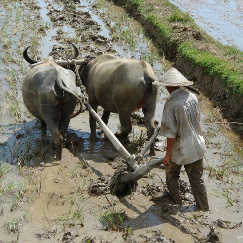 Someone Plowing with Carabao