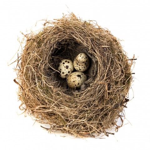 Quail Eggs in a Nest