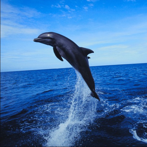 Dolphin Hopping Out of the Water