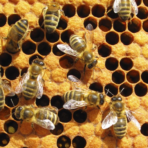 Animal Kingdom of Honeybees