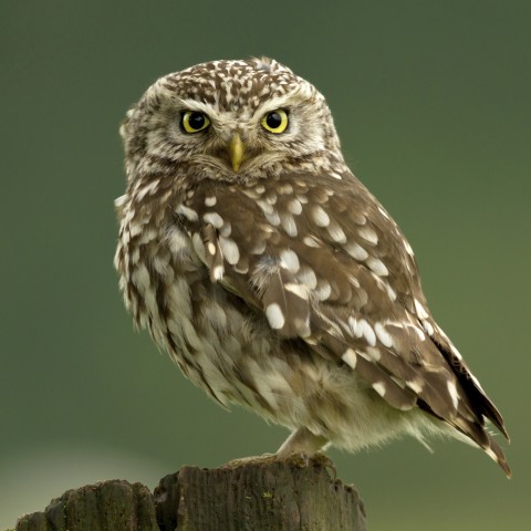 A Brown-and-white Speckled Owl