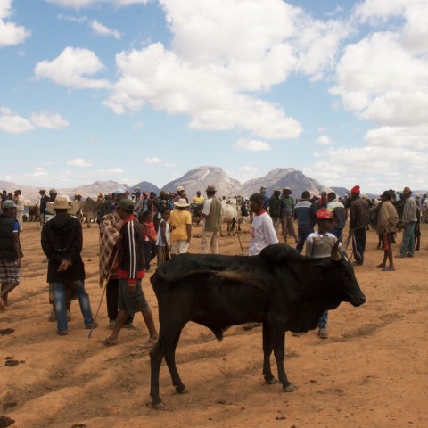 A Cattle Market