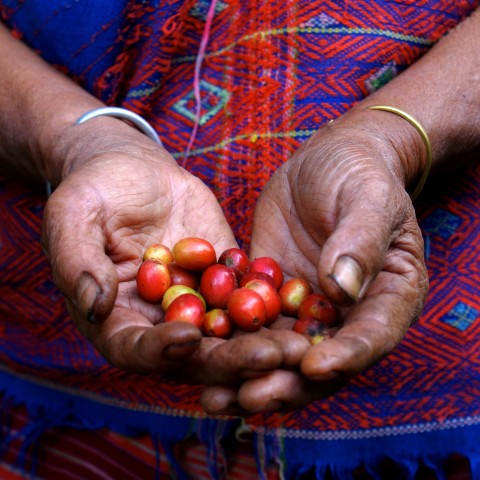 Someone Holding Raw Coffee Beans in Their Hands