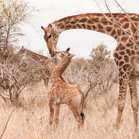 A Giraffe and Its Baby