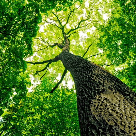 A Tall Tree with Sunshine Coming Through the Leaves