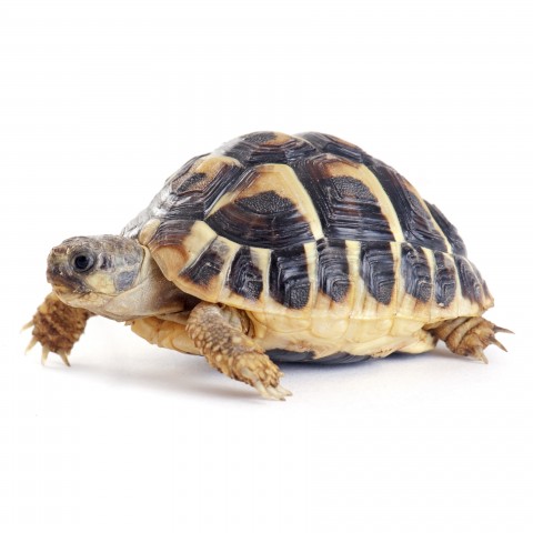 Cute Turtle