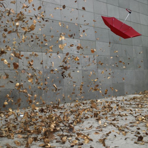 Umbrella and Autumn Leaves in the Wind