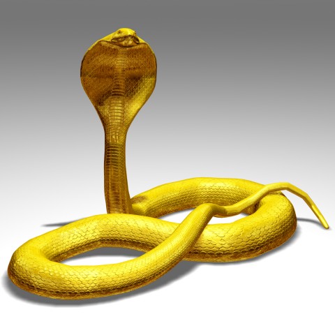 A Yellow Cobra