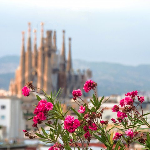 Pink Flowers, with La Sagrada Familia in the Background