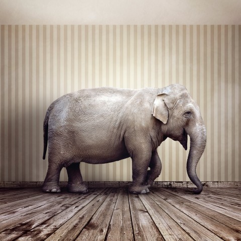 An Elephant