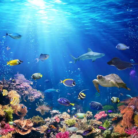 Underwater Sea World with Different Types of Fish and Other Aquatic Species