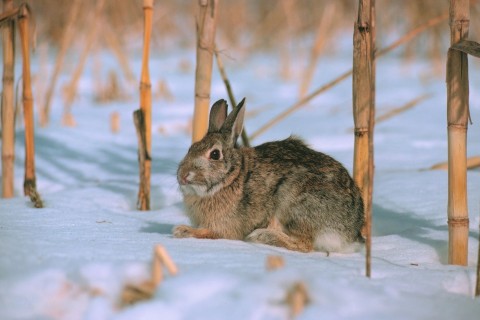 A Rabbit Lying in the Snow