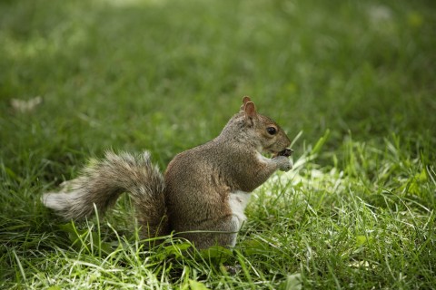 A Squirrel in the Grass