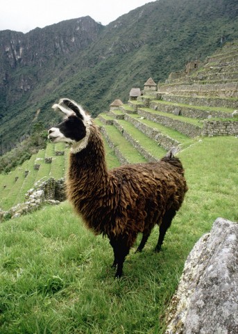 A Llama