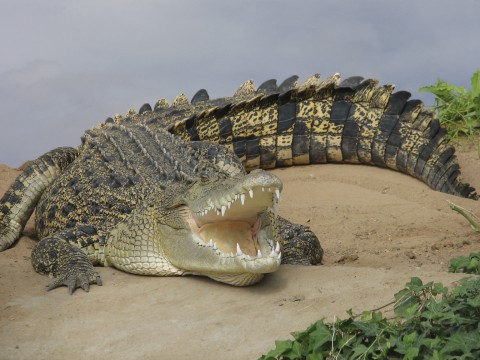 A Crocodile with Its Mouth Open