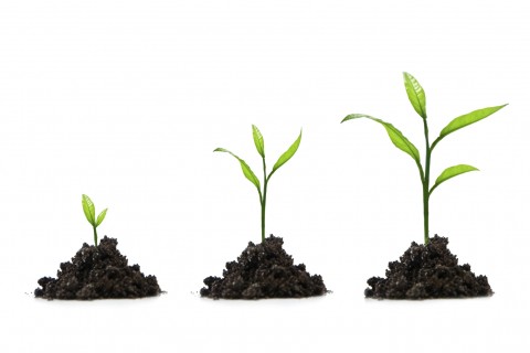 An Image Depicting the Continual Growth of a Plant