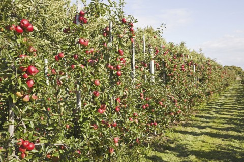 Trees with Fruit on an Apple Farm