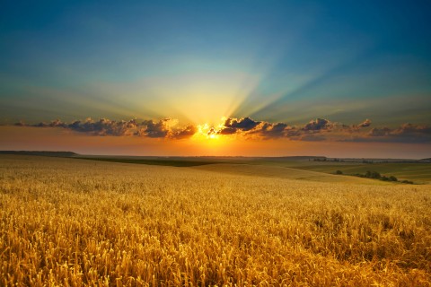 Dawn Breaking Over a Corn Field