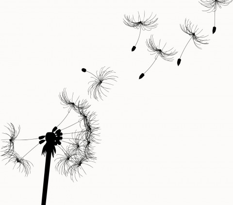 Drawing of a Dandelion with Its Seeds Flying Away
