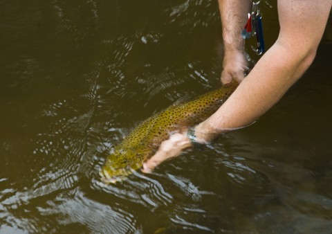 Someone Holding a Catfish in Water