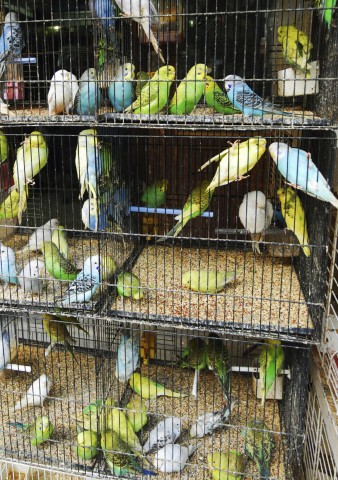 Birds in a Cage