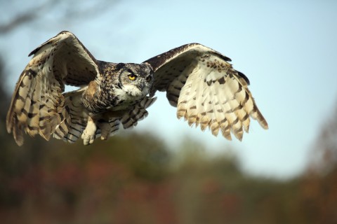 An Owl in Flight